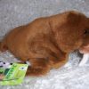 WWF/ WNF Pluche walrus mannetje - Afbeelding 2